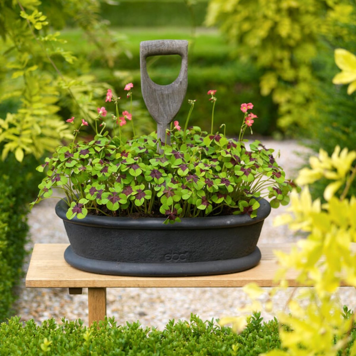 Geluksklaver Bloembollen Winterhard - Oxalis Iron Cross - 50 stuks - Rood - Bloem bollen - Meerjarig Mix
