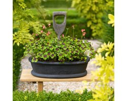 Geluksklaver Bloembollen Winterhard - Oxalis Iron Cross - 50 stuks - Rood - Bloem bollen - Meerjarig Mix