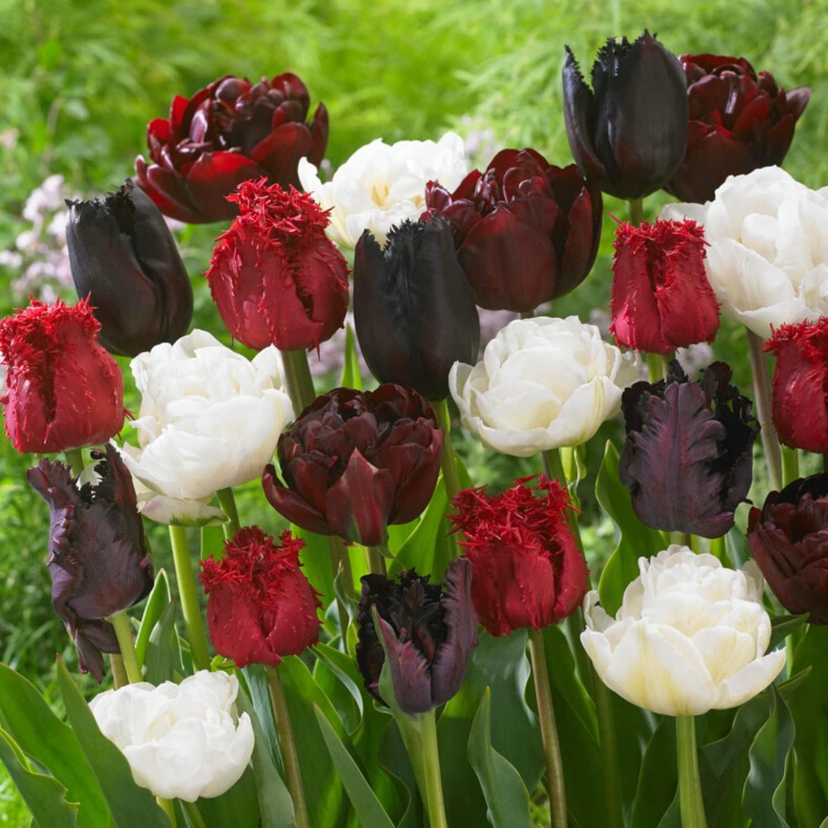 Tulpen Bloembollen Winterhard - Burgundy White - 20 stuks - Zwart, Wit & Rood - Bloem Bollen Mix - Tulpenbollen Meerjarig