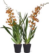 Orchideeën van Botanicly – 2 × Orchidee oranje met grijze sierpot als set – Hoogte: 60 cm, 2 takken, Oranje bloemen – Cambria Burrageara Catatante
