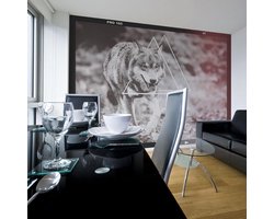 Fotobehang - wolf - photo