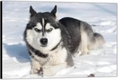 Dibond –Husky met Blauwe Ogen in de Sneeuw– 40x30 Foto op Aluminium (Wanddecoratie van metaal)