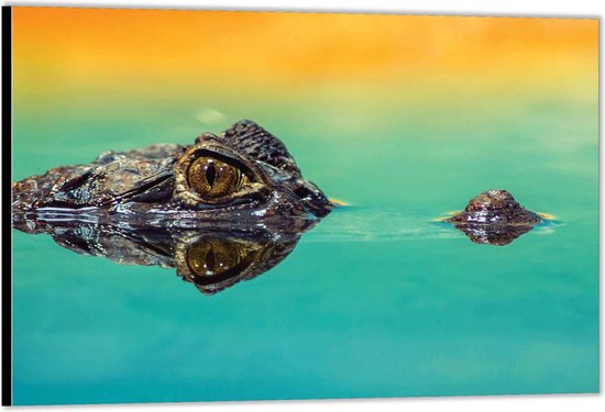 Dibond -Krokodillenhoofd boven Water- Foto op Aluminium (Met ophangsysteem)