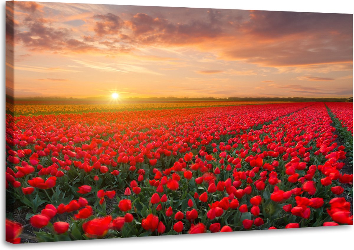 karo-art Schilderij - Veld vol tulpen, prachtige kleuren, 2 maten Multikleur