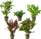 vdvelde.com - Aquariumplanten - 5 stuks - Aquariumplant - 5 planten - Plaatsing: in de bodem