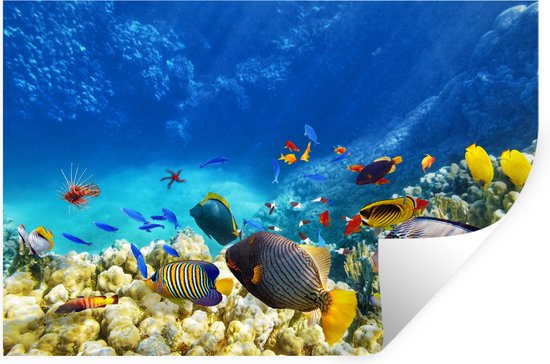 Stickers Stickers muraux - Mer - Poisson - Corail - Monde sous-marin - 120x80 cm - Feuille adhésive
