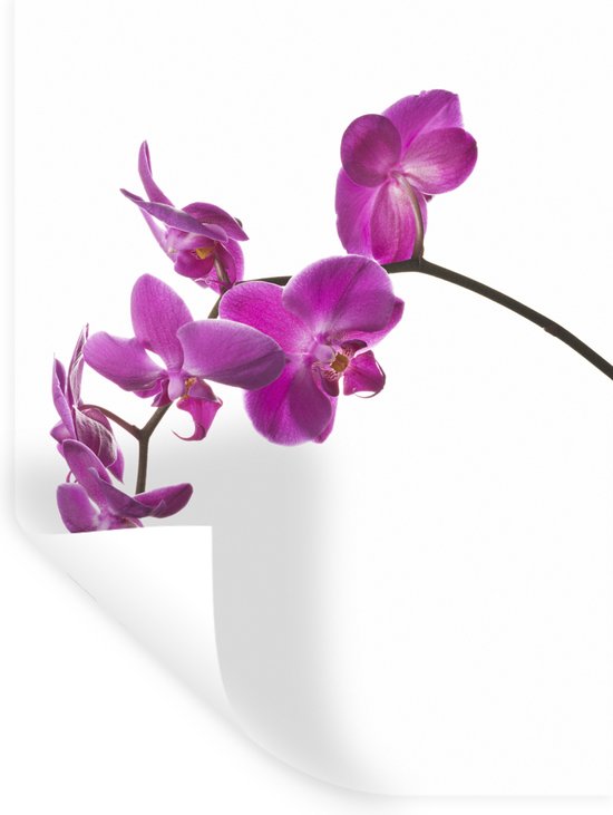 Adesivo Murale Decorativo Per WC PLAGE - Sticker Liscio Con Orchidea - 40 X 34 Cm - Riposizionabile