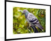 Photo en cadre - Un pigeon sauvage coloré parmi les feuilles vertes Cadre photo noir avec passe-partout blanc grand 90x60 cm - Affiche sous cadre (Décoration murale salon / chambre)