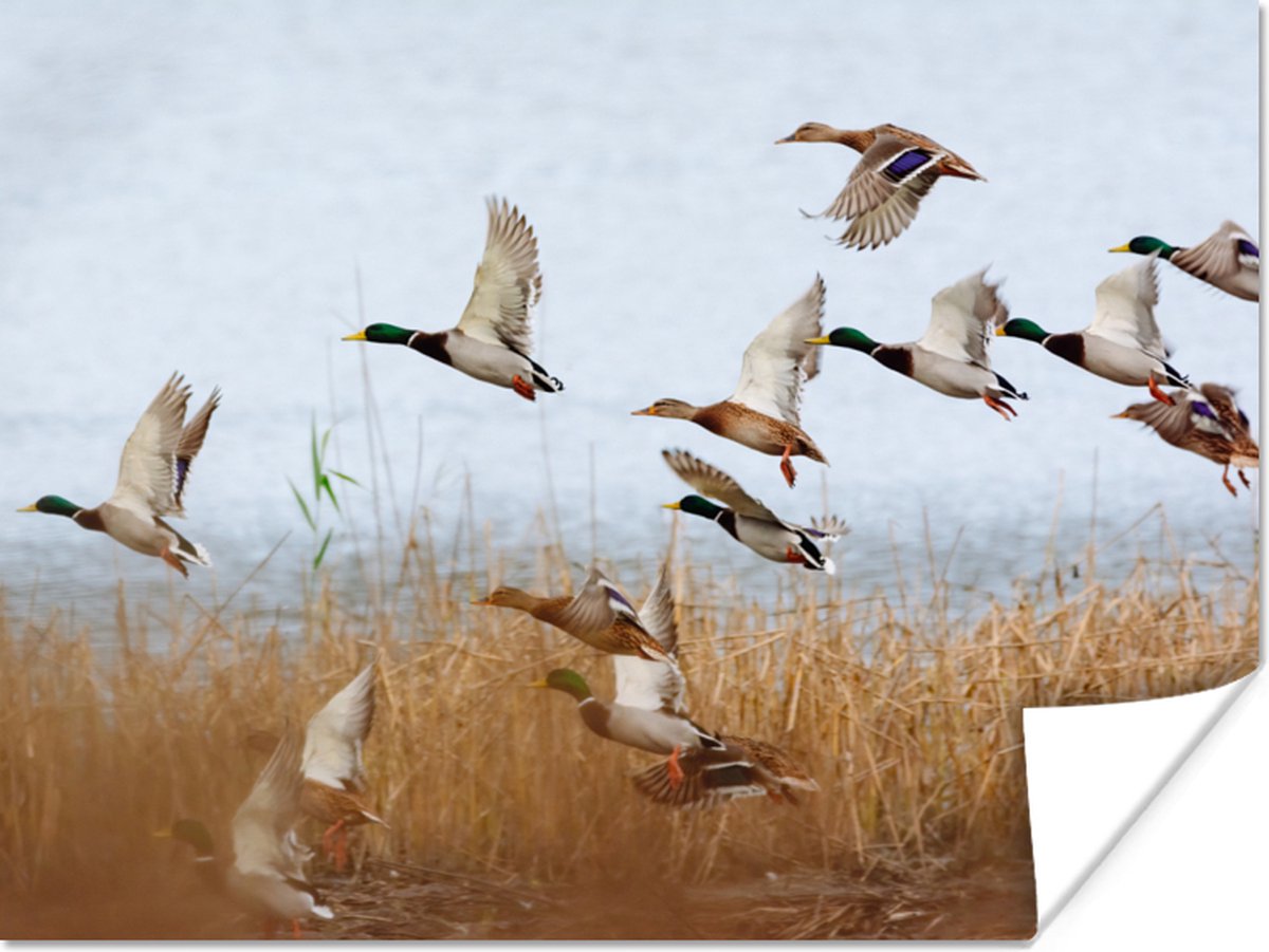 Poster Eend - Vogel - Riet - Water - Eenden - 120x90 cm