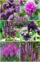 Bulbs by Brenda - Bijen en vlinder vaste planten pakket paars - 15 stuks - 7 soorten - agastache - allium - akelei - astilbe - stachys - liatris - monarda