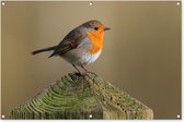 Tuinposter - Tuindoek - Tuinposters buiten - Vogel - Roodborst - Hout - 120x80 cm - Tuin