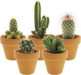 vdvelde.com - Mini Cactussen in terracotta potjes - Cactus plant - 5 stuks - Ø 6 cm - Hoogte 8-15 cm