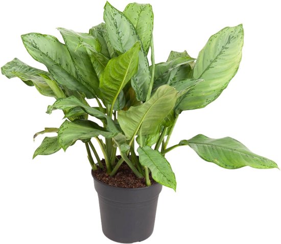 Aglaonema Freedman kopen