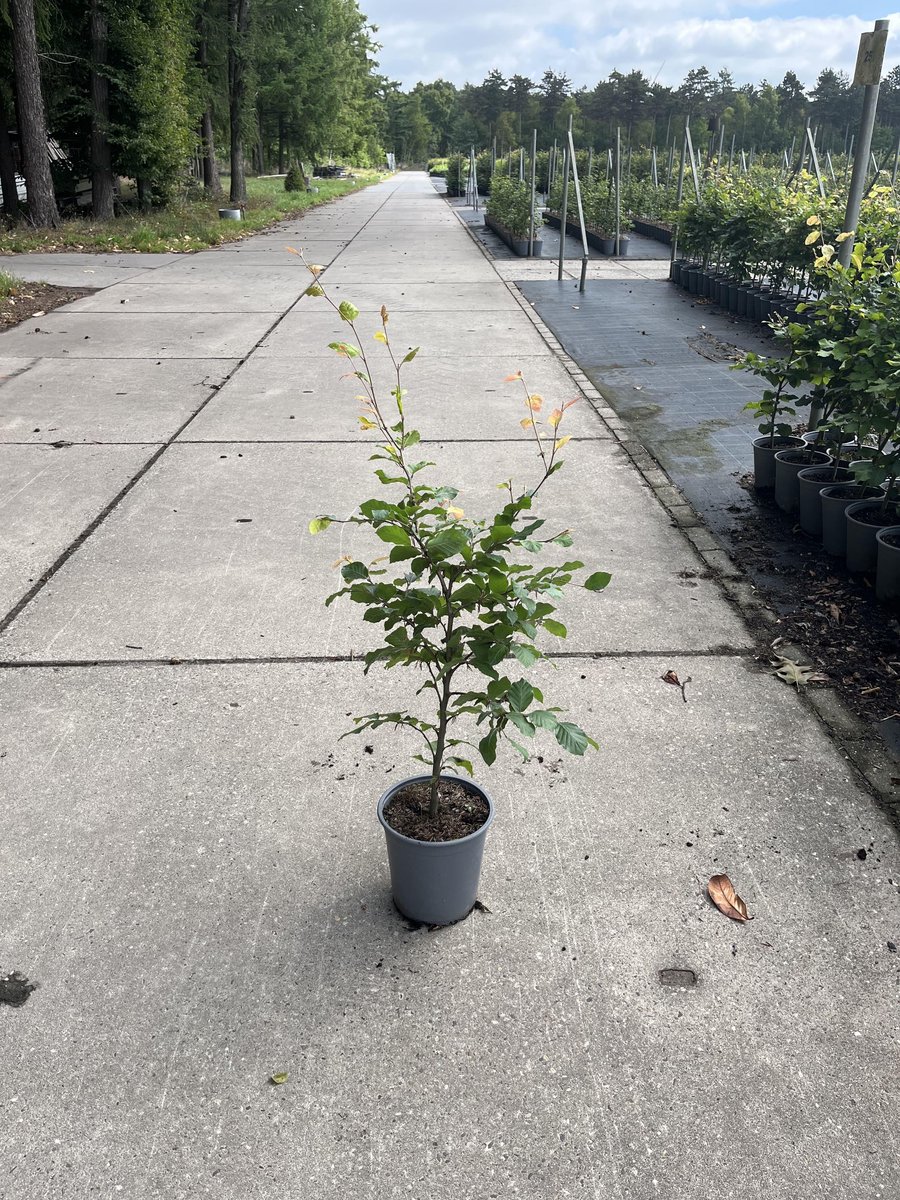 Groene beuk (Fagus sylvatica) 60-80 cm In pot - inheemse plant - meest gekozen haagplant - heel het jaar blikdicht