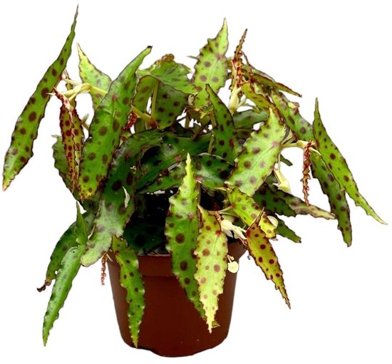 Begonia Amphioxis Kamerplant Potmaat Ø10,5 cm |Vers Van De Kweker