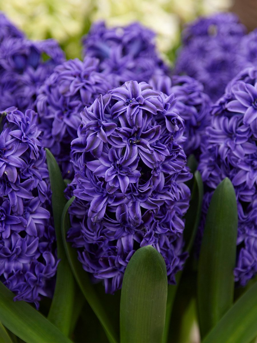 Hyacint Royal Navy | Blauw | Hyacintenbollen | verwilderend