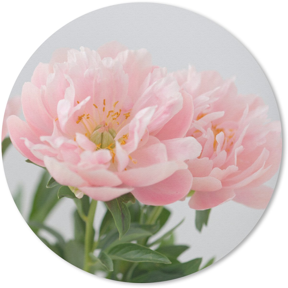 Muismat rond 50x50 cm - Mousepad Boeket van roze pioenrozen - Ronde muismatten