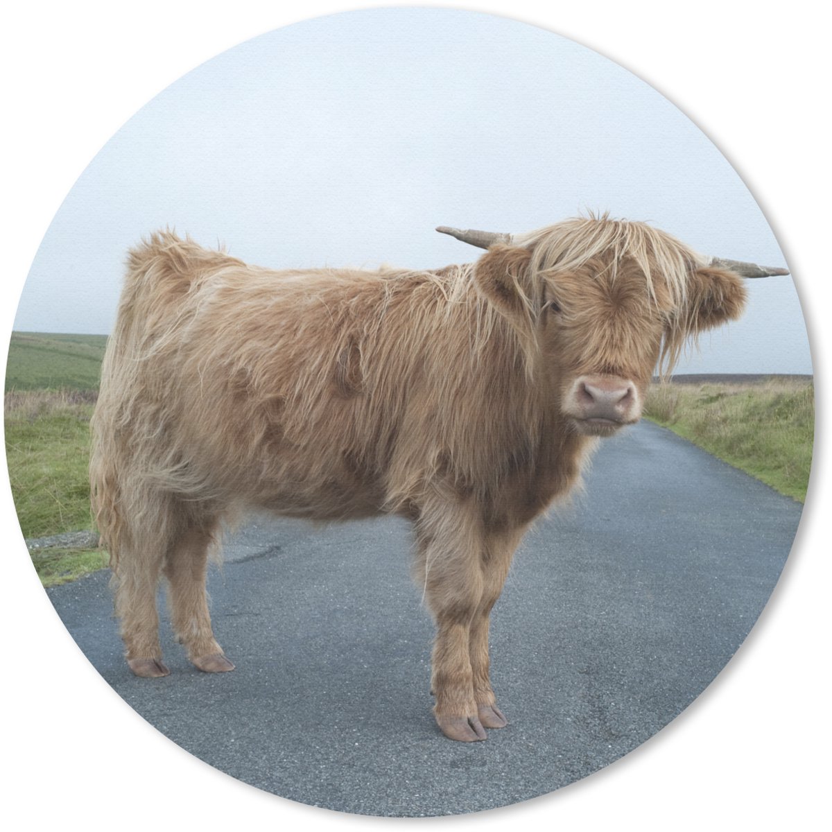 Muismat rond 20x20 cm - Mousepad Schotse Hooglander - Weg - Gras - Ronde muismatten