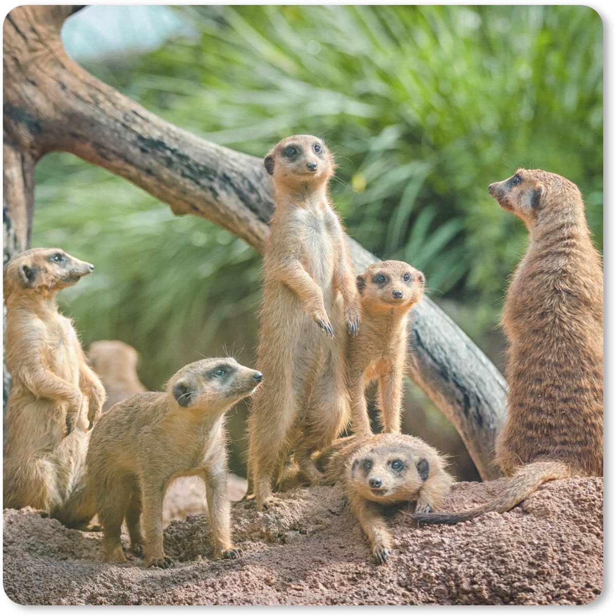 Muismat 20x20 cm - Mousepad Familie - Dieren - Stokstaartjes - Muismatten