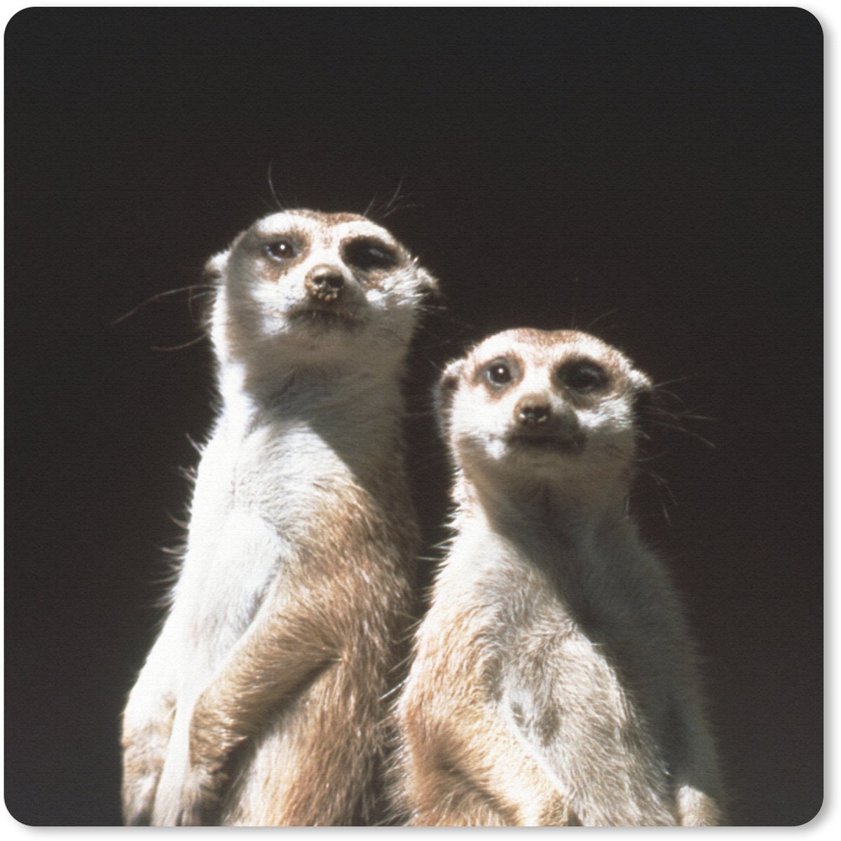 Muismat 20x20 cm - Mousepad Zwart - Stokstaartjes - Dieren - Muismatten