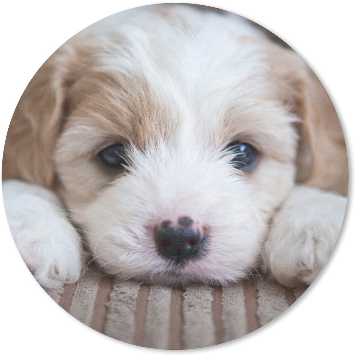 Muismat rond 20x20 cm - Mousepad Close-up van een Cavachon puppy - Ronde muismatten