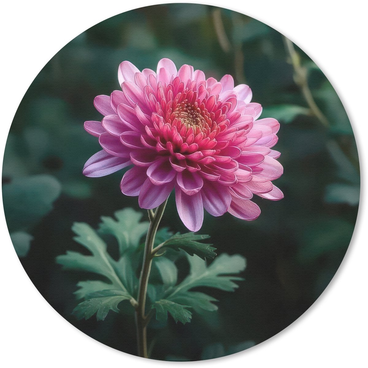 Muismat rond 20x20 cm - Mousepad Blad - Chrysant - Roze - Schaduw - Ronde muismatten