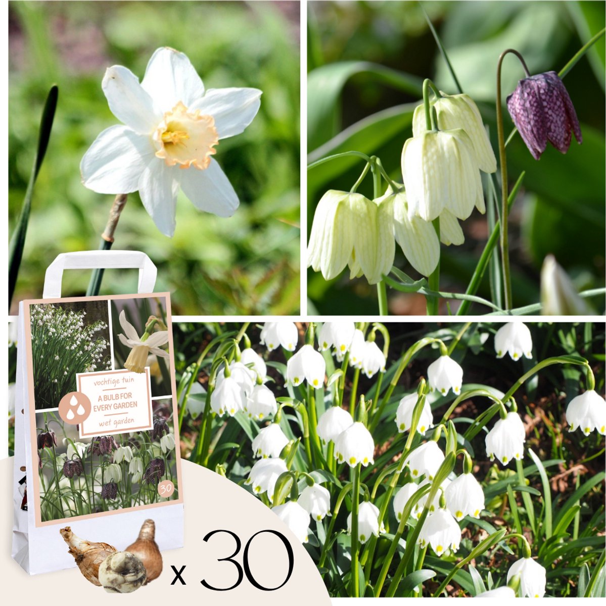 Plant in a Box - Wet Garden Box - 30 bloembollen voor natte en regenrijke plekken - Vroege voorjaarsmix met Fritillaria, Narcis & Leucojum - Makkelijk in onderhoud & winterhard