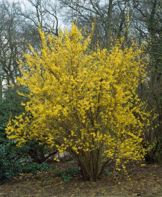 Foto: Arbustes de haie un ensemble 1 forsythia intermedia lynwood 5l 80 100 cm