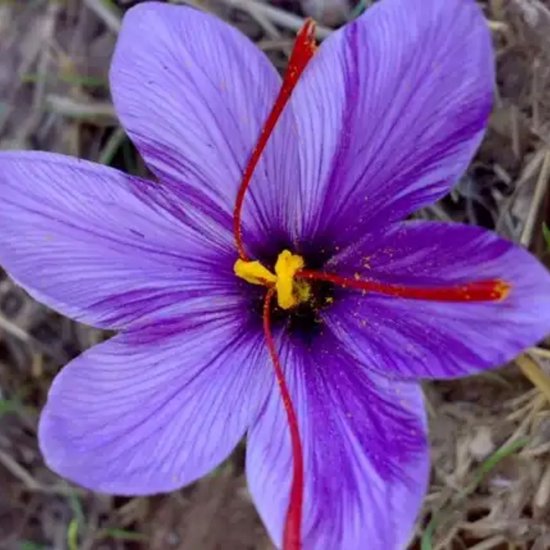 Saffraankrokus (Crocus Sativus) - Saffraan krokus - Grootverpakking XL - Bijen-Vlinders - Zomerbollen - bloeit in Oktober / November / September