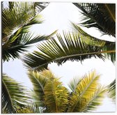Dibond - Groene Bladeren van Palm  - 50x50cm Foto op Aluminium (Wanddecoratie van metaal)