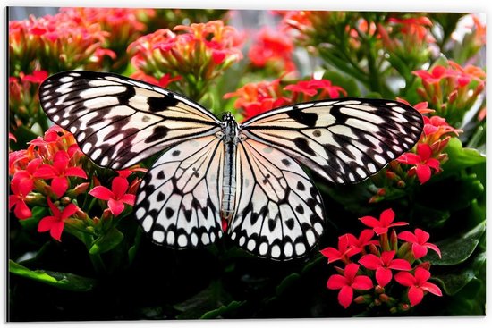 Dibond - Zwart/Witte Vlinder op Rode Bloemen - 60x40cm Foto op Aluminium (Wanddecoratie van metaal)