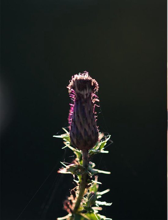 Poster Akkerdistel - 30x40 cm Met Fotolijst - Natuur Poster - WALLLL