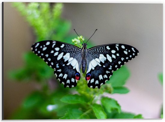 Dibond - Bovenaanzicht Zwart/Witte Vlinder op Plant  - 40x30cm Foto op Aluminium (Wanddecoratie van metaal)