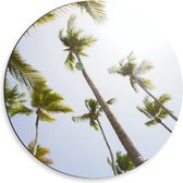 Dibond Wandcirkel - Palmbomen met Zonlicht  - 50x50cm Foto op Aluminium Wandcirkel (met ophangsysteem)