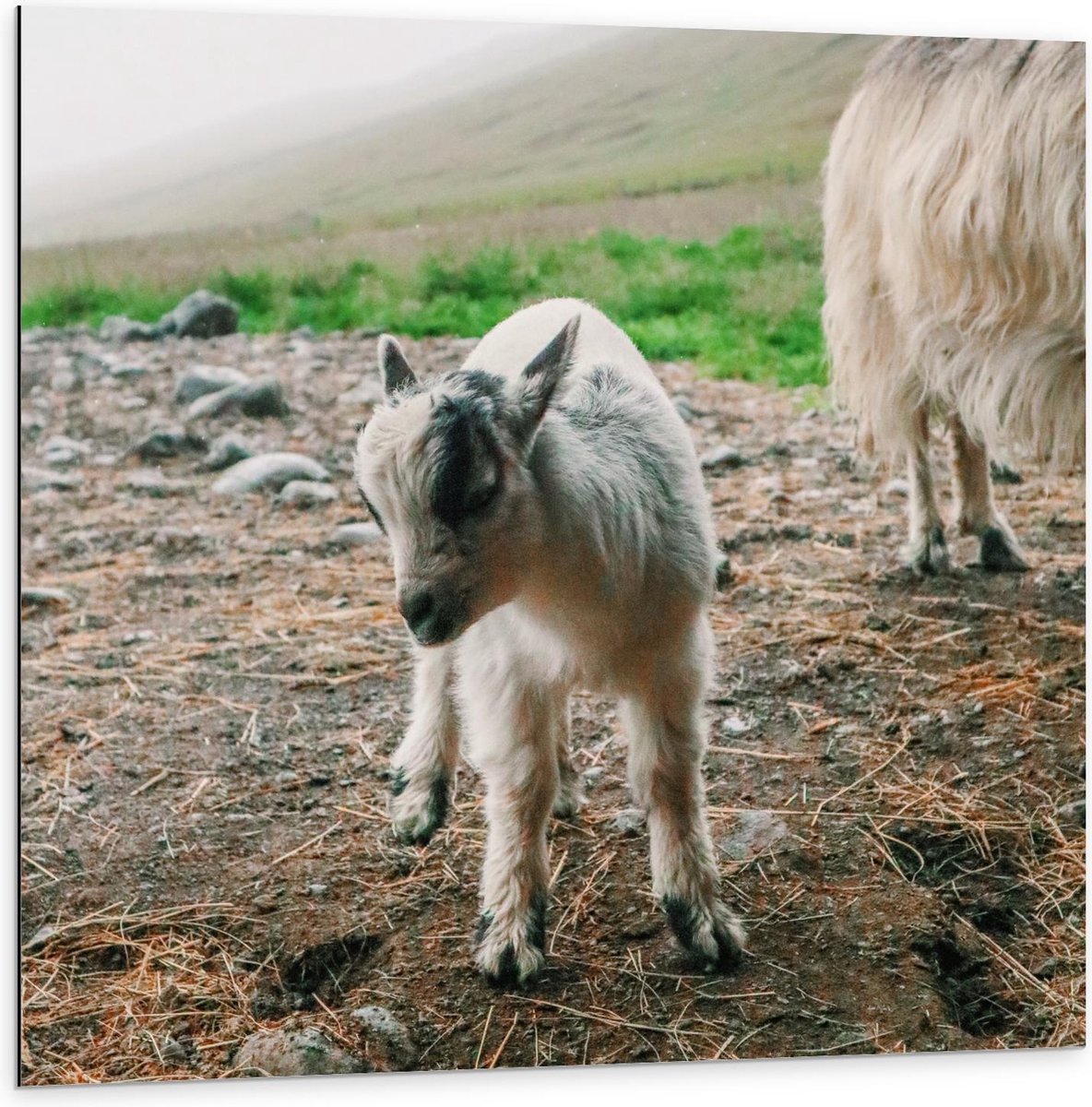 Dibond - Klein Baby Geitje - 100x100cm Foto op Aluminium (Wanddecoratie van metaal)