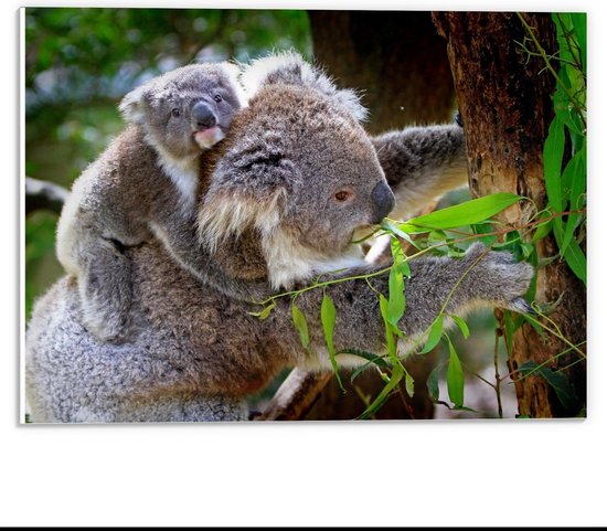 Forex - Moeder met Baby Koala - 40x30cm Foto op Forex
