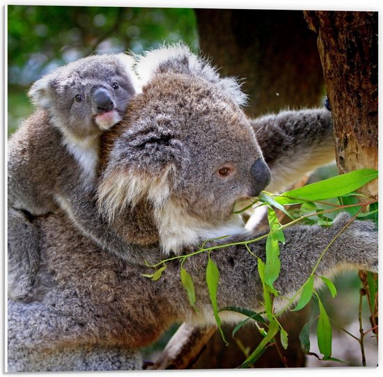 Forex - Moeder met Baby Koala - 50x50cm Foto op Forex