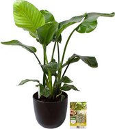 Pokon Powerplanten Strelitizia Nicolai 110 cm ↕ - Kamerplanten - in Pot (Mica Tusca Zwart) - Paradijsvogelplant - met Plantenvoeding / Vochtmeter