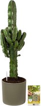 Pokon Powerplanten Euphorbia 70 cm ↕ - Kamerplanten - in Pot (Mica Era, Groen) - Cowboy Cactus - met Plantenvoeding / Vochtmeter