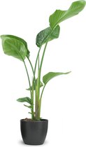 We Love Plants - Strelitzia Nicolai + Pot Jeroen - 90 cm hoog - Paradijsvogelplant