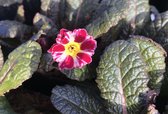 6 x Primula 'Dark Rosaleen' - Sleutelbloem - P9 Pot (9 x 9cm) - Dima Vaste Planten