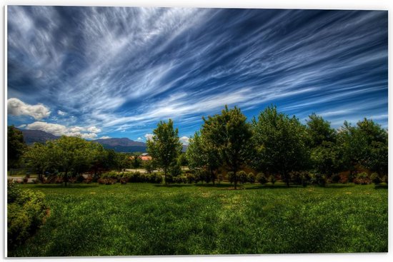 Forex - Rij Bomen onder Wolken  - 60x40cm Foto op Forex