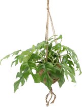 We Love Plants - Kokodama Monstera Minima - 2 stuks - 25 cm lang - Hangplant