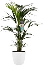 Hellogreen Kamerplant - Kentia Palm - 100 cm - Elho Brussels wit