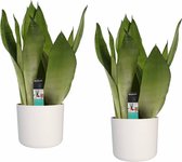 Hellogreen Kamerplant - Set van 2 - Sanseveria Moonshine - 50 cm - Elho B.For Soft wit