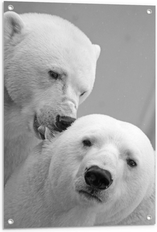 Tuinposter – IJsberen Zwart - Wit - 60x90cm Foto op Tuinposter  (wanddecoratie voor buiten en binnen)