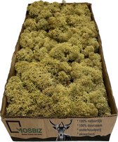MosBiz Rendiermos Kiwi per 500 gram voor decoraties, mosschilderijen en bloemstukjes