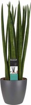 Sansevieria Cylindrica spaghetti met Elho brussels antracite