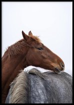 Poster Cuddling Horses - 50x70 cm - Natuur Poster - WALLLL