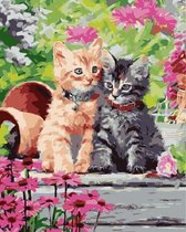 Schilderen op nummer voor volwassenen - TWEE KITTENS - 40 x 50 cm - op frame
